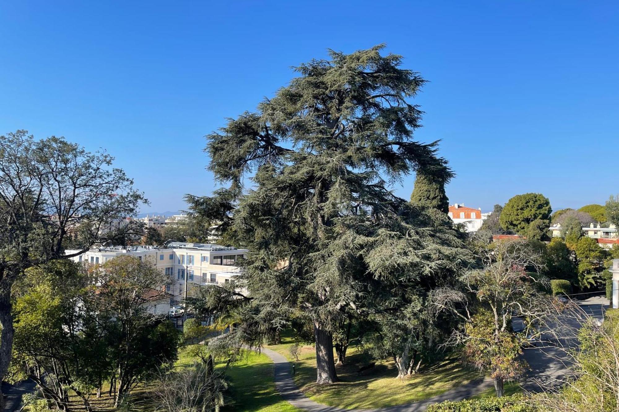 Apartment Le Cedre Magnifique A
